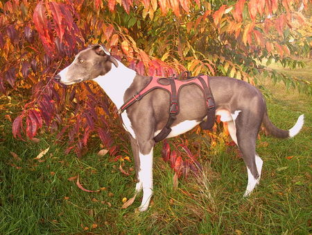 Lurcher Hunde Foto 40318 in höherer Auflösung ansehen Lurcher Herbstlich(t)
