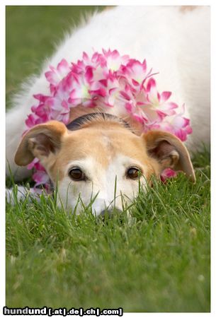 Lurcher meine Maus