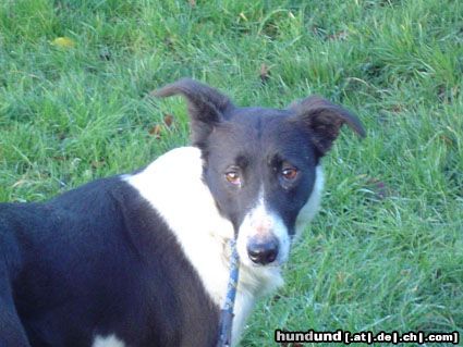 Lurcher Das ist Frizi ein Lurcher/Border Colliemix von der Border Collie Rescue in Irland  