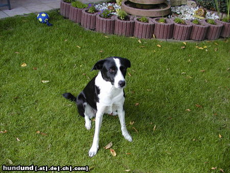 Lurcher Hunde Foto 25311 in höherer Auflösung ansehen Lurcher unser Lurcher Tami
