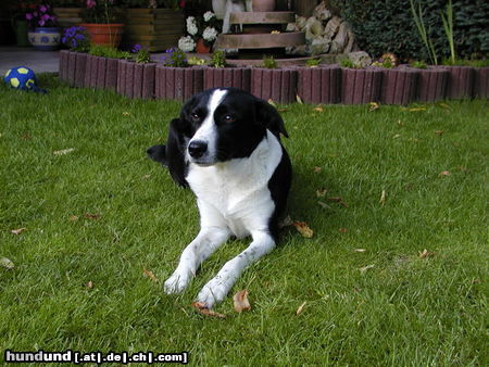 Lurcher Hunde Foto 25312 in höherer Auflösung ansehen Lurcher unser Lurcher Tami
