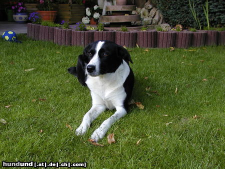 Lurcher unser Lurcher Tami