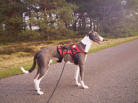 Lurcher Kurzhaarlurcher Duke