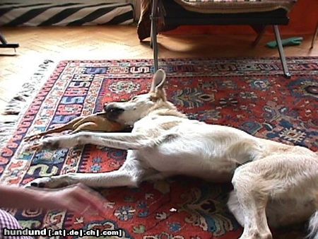 Lurcher Hunde Foto 6626 Lurcher
