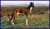 Lurcher Foto: Angus kommt aus Irland und wilderte für einen Zigeuner (ID 18783) Lurcher Hund