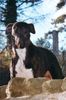 Lurcher Foto: Angus, mein Lurcher aus Irland (ID 13098) Lurcher Hund