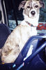 Lurcher Foto: Unser (ID 26182) Lurcher Hund