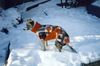 Lurcher Foto: So ist mir ist schoen warm! (ID 26183) Lurcher Hund