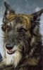Lurcher Foto: Er war etwas ganz besonderes. (ID 7734) Lurcher Hund