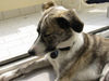 Lurcher Foto: Bin noch dem Rennen immer muede! (ID 26184) Lurcher Hund