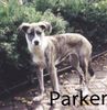 Lurcher Foto: Hallo, ich bin (ID 26185) Lurcher Hund