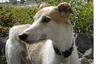 Lurcher Hund