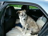 Lurcher Foto: Wann geht's denn los? (ID 26187) Lurcher Hund