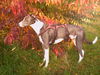 Lurcher Foto: Herbstlich(t) (ID 40318) Lurcher Hund