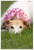 Lurcher Foto: meine Maus (ID 22130) Lurcher Hund