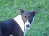 Lurcher Foto: Das ist Frizi ein Lurcher/Border Colliemix von der Border Collie Rescue in Irland (ID 17425) Lurcher Hund