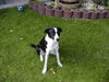 Lurcher Foto: unser Lurcher Tami (ID 25311) Lurcher Hund