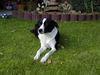 Lurcher Foto: unser Lurcher Tami (ID 25312) Lurcher Hund