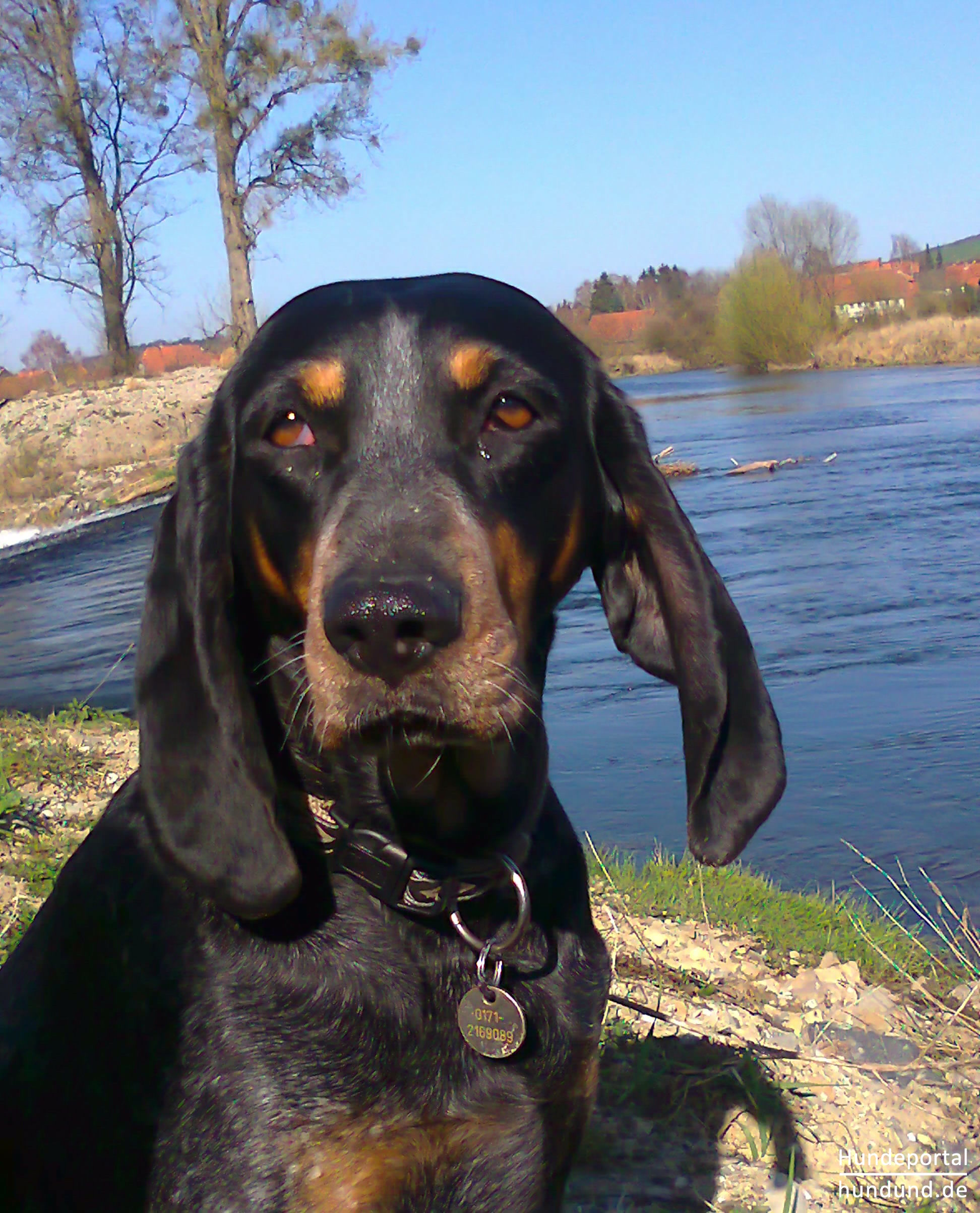 Schweizer Laufhund: A Versatile and Loyal Hunting Dog 6 Schweizer Laufhund Health