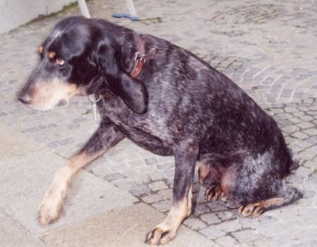 Luzerner Laufhund Boris in  Erinnerung