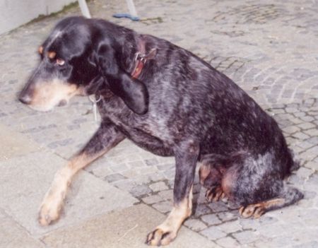 Luzerner Laufhund Hunde Foto 2490 Luzerner Laufhund Boris in Erinnerung