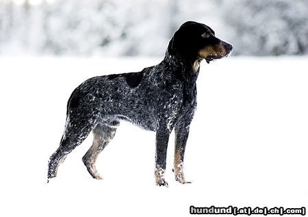 Luzerner Laufhund Schwedish und Norwegish Doppelchampion