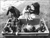 Luzerner Laufhund Foto: SENTA VOM RONTHALER-GÜTL mit Welpen (ID 1636) Luzerner Laufhund Hund