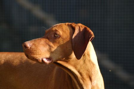 Kurzhaariger Ungarischer Vorstehhund örny