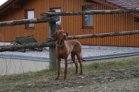 Kurzhaariger Ungarischer Vorstehhund örny