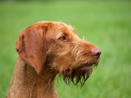 Kurzhaariger Ungarischer Vorstehhund Unsere  Édes 