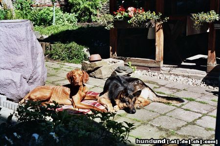 Kurzhaariger Ungarischer Vorstehhund Hunde Foto 23430 in höherer Auflösung ansehen Kurzhaariger Ungarischer Vorstehhund Mylo mit Tante Cora