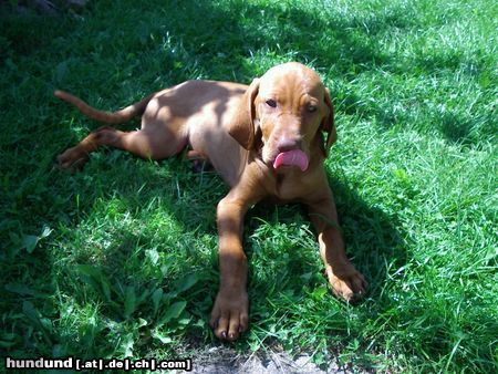 Kurzhaariger Ungarischer Vorstehhund Hunde Foto 13442 Kurzhaariger Ungarischer Vorstehhund (E)lena 11,5 Wochen.....