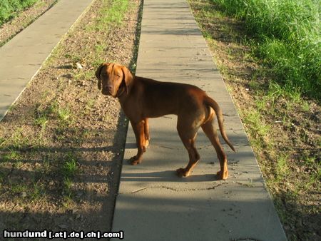 Kurzhaariger Ungarischer Vorstehhund Spike mit 5 Monaten