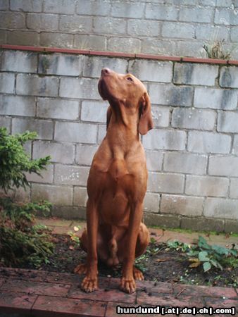 Kurzhaariger Ungarischer Vorstehhund Hunde Foto 16064 in höherer Auflösung ansehen Kurzhaariger Ungarischer Vorstehhund was ist da oben