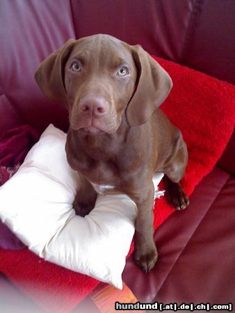 Kurzhaariger Ungarischer Vorstehhund Hunde Foto 45090 in höherer Auflösung ansehen Kurzhaariger Ungarischer Vorstehhund Lajos mit 3 Monaten