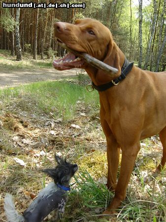 Kurzhaariger Ungarischer Vorstehhund Hunde Foto 15606 Kurzhaariger Ungarischer Vorstehhund Zwei Freunde