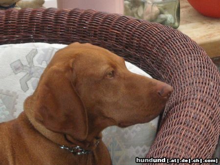 Kurzhaariger Ungarischer Vorstehhund Hunde Foto 22908 Kurzhaariger Ungarischer Vorstehhund Bin ich nicht die SCHÖNSTE ????