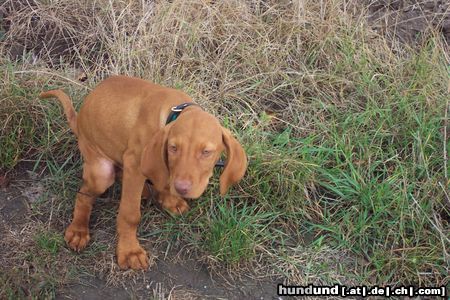 Kurzhaariger Ungarischer Vorstehhund Hunde Foto 23373 in höherer Auflösung ansehen Kurzhaariger Ungarischer Vorstehhund Mylo