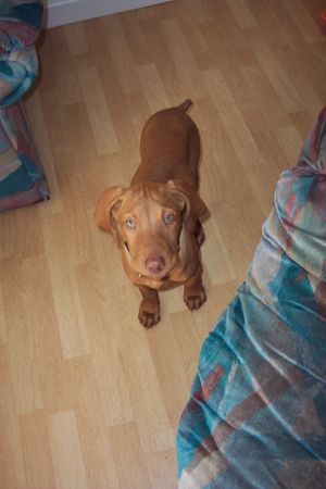 Kurzhaariger Ungarischer Vorstehhund Hunde Foto 27281 in höherer Auflösung ansehen Kurzhaariger Ungarischer Vorstehhund Mylo sucht sein kleiner hundefreund