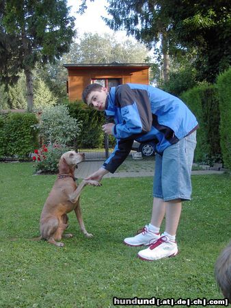 Kurzhaariger Ungarischer Vorstehhund Hunde Foto 12789 Kurzhaariger Ungarischer Vorstehhund SAM, 10 Jahre jung