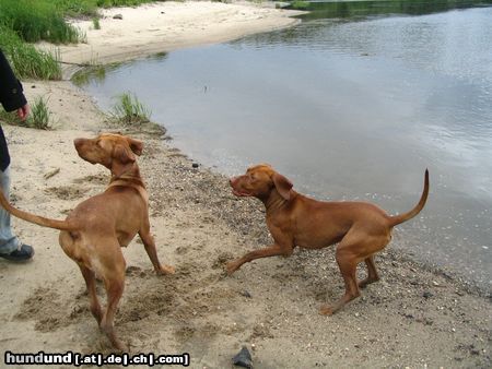 Kurzhaariger Ungarischer Vorstehhund