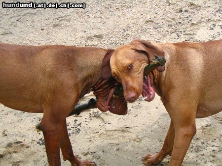 Kurzhaariger Ungarischer Vorstehhund Hunde Foto 22348 Kurzhaariger Ungarischer Vorstehhund Das ist mein Stock - nein, meiner! (Spike & Maggy)