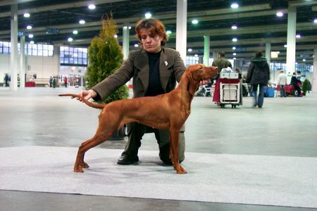 Kurzhaariger Ungarischer Vorstehhund Hunde Foto 35453 in höherer Auflösung ansehen Kurzhaariger Ungarischer Vorstehhund Meine Welpen 2005