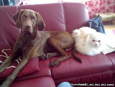 Kurzhaariger Ungarischer Vorstehhund Lajos 9 Monate mit Filou