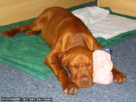 Kurzhaariger Ungarischer Vorstehhund Hunde Foto 22344 Kurzhaariger Ungarischer Vorstehhund Spike mit 4 Monaten