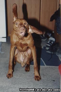 Kurzhaariger Ungarischer Vorstehhund Hunde Foto 3566 Kurzhaariger Ungarischer Vorstehhund Bungee