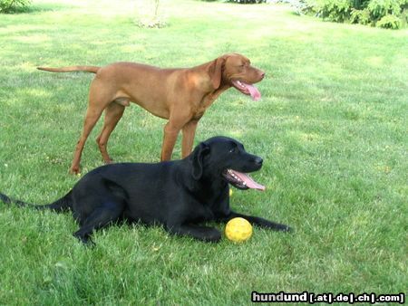 Kurzhaariger Ungarischer Vorstehhund Hunde Foto 22346 Kurzhaariger Ungarischer Vorstehhund Spike mit 16 Monaten