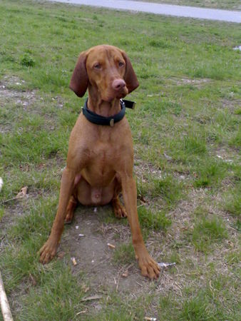 Kurzhaariger Ungarischer Vorstehhund Hunde Foto 32937 in höherer Auflösung ansehen Kurzhaariger Ungarischer Vorstehhund sui