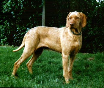 Kurzhaariger Ungarischer Vorstehhund Anka