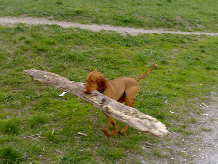 Kurzhaariger Ungarischer Vorstehhund Hunde Foto 32938 in höherer Auflösung ansehen Kurzhaariger Ungarischer Vorstehhund sui bei der Holzfällerarbeit ;-)